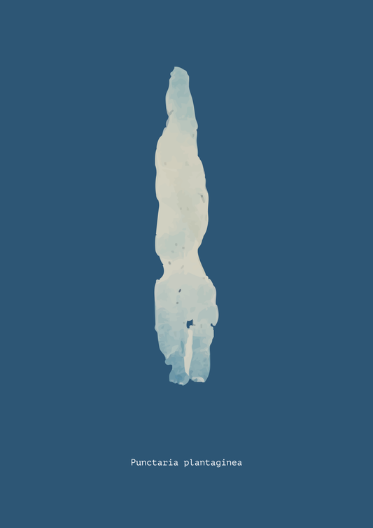 Punctaria