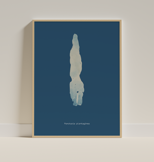 Punctaria